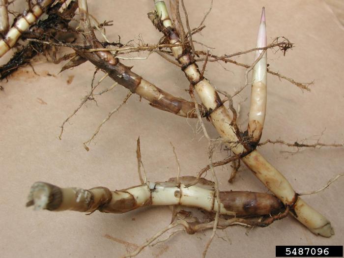 Phragmites Australis Roots 5380